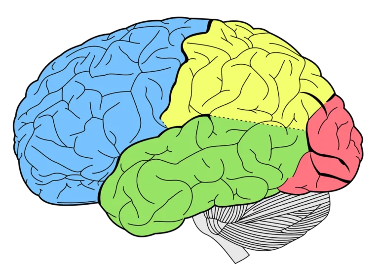 Estrutura Cerebral