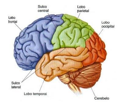 estrutura